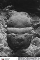 Historisches Foto von Longodromites angustus (Reuss, 1858) (NHMW-AFW-GEO-BACHMAYER-FOTO-1990-0041-1174b)
